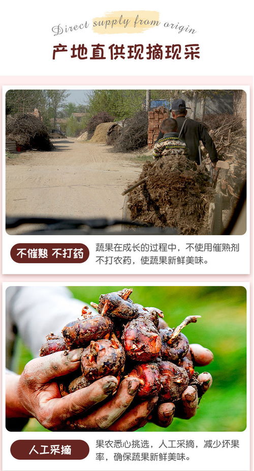 高原馬蹄脆甜，云南特產荸薺地梨的滋味與選購